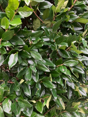 1) What is this shrub? Closer look. Leaves.